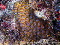 Oulophyllia bennettae