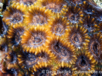 Oulophyllia bennettae