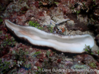 Polyphyllia talpina