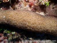 Polyphyllia talpina