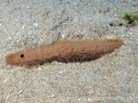 Polyphyllia talpina