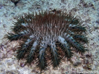 Acanthaster cf. solaris