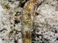 Actinopyga capillata (Philippines)