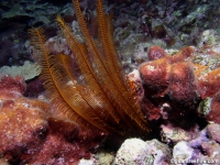 Alloeocomatella pectinifera