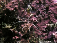 Anoplodactylus cf. tenuicorpus or longiceps