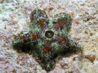 Aquilonastra byrneae