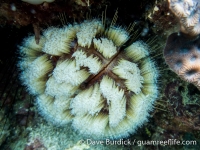 Asthenosoma sp. A (Anilao)