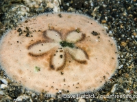 Clypeaster humilis (Lembeh)