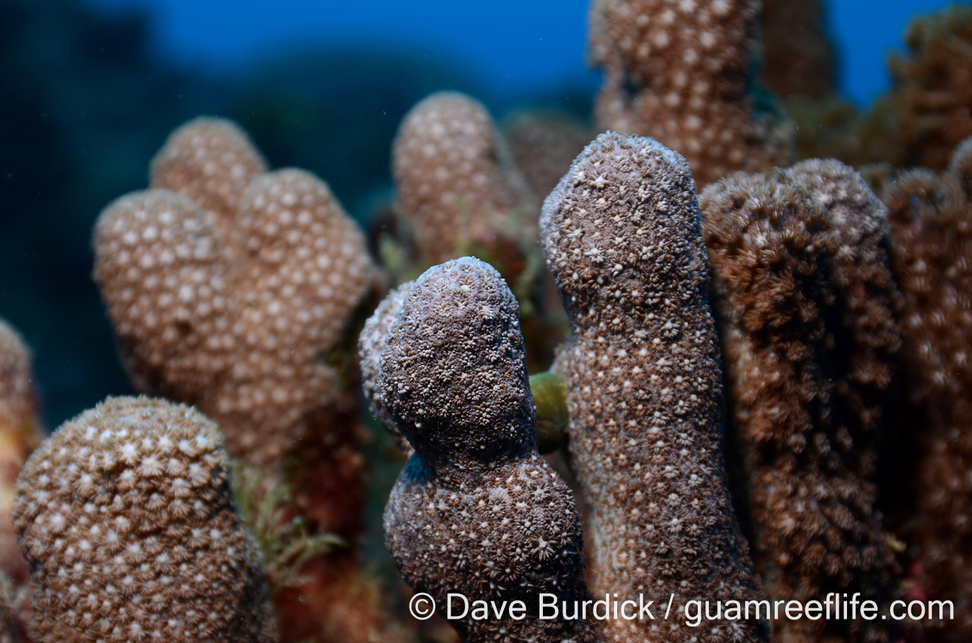 branching or columnar