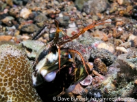 Haptosquilla stoliura