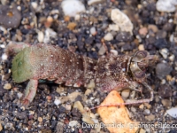 Haptosquilla tuberosa