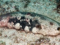 Holothuria fuscogilva