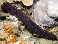 Holothuria roseomaculata