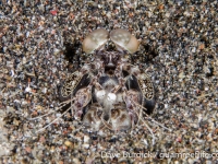 Lysioquilla maculata (Lembeh)