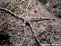 Ophiarachnella gorgonia