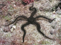 Ophiocoma anaglyptica