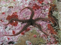 Ophiocoma erinaceus