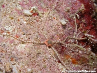 Ophionereis dubia