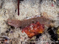 Pseudosquilla ciliata