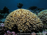 Seriatopora caliendrum (Pollap, Chuuk)