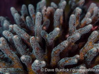 Seriatopora caliendrum (Raja Ampat)