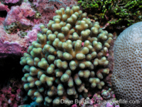 Seriatopora caliendrum (Woleai, Yap)