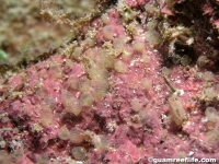 ascidian sp. A