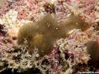 ascidian sp. AA