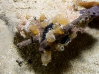 ascidian sp. B