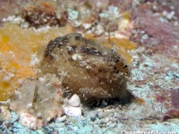 ascidian sp. BB