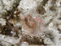 ascidian sp. C