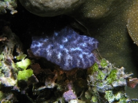 ascidian sp. EE