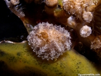 ascidian sp. F