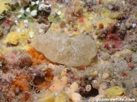 ascidian sp. FF