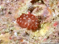 ascidian sp. G