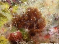 ascidian sp. GG