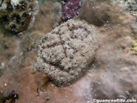 ascidian sp. H