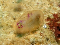 ascidian sp. HH