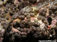 ascidian sp. I