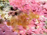 ascidian sp. II