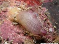 ascidian sp. J