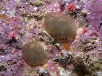 ascidian sp. JJ