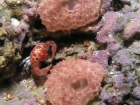 ascidian sp. L