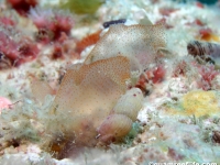 ascidian sp. M