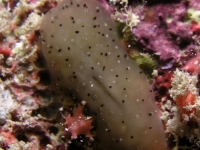 ascidian sp. MM