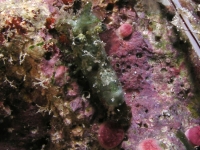 ascidian sp. O