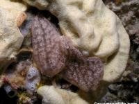 ascidian sp. P