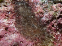 ascidian sp. PP