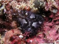 ascidian sp. Q