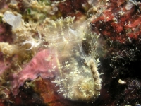 ascidian sp. QQ